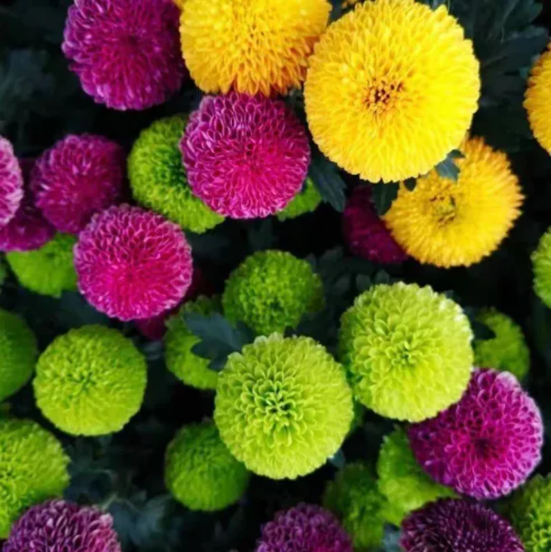 Colorful Ping Pong Chrysanthemum Seeds - Image 9