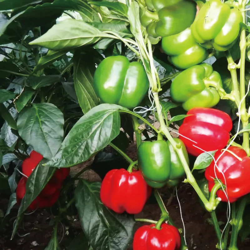 Colorful Sweet Pepper Seeds Organic - Image 10