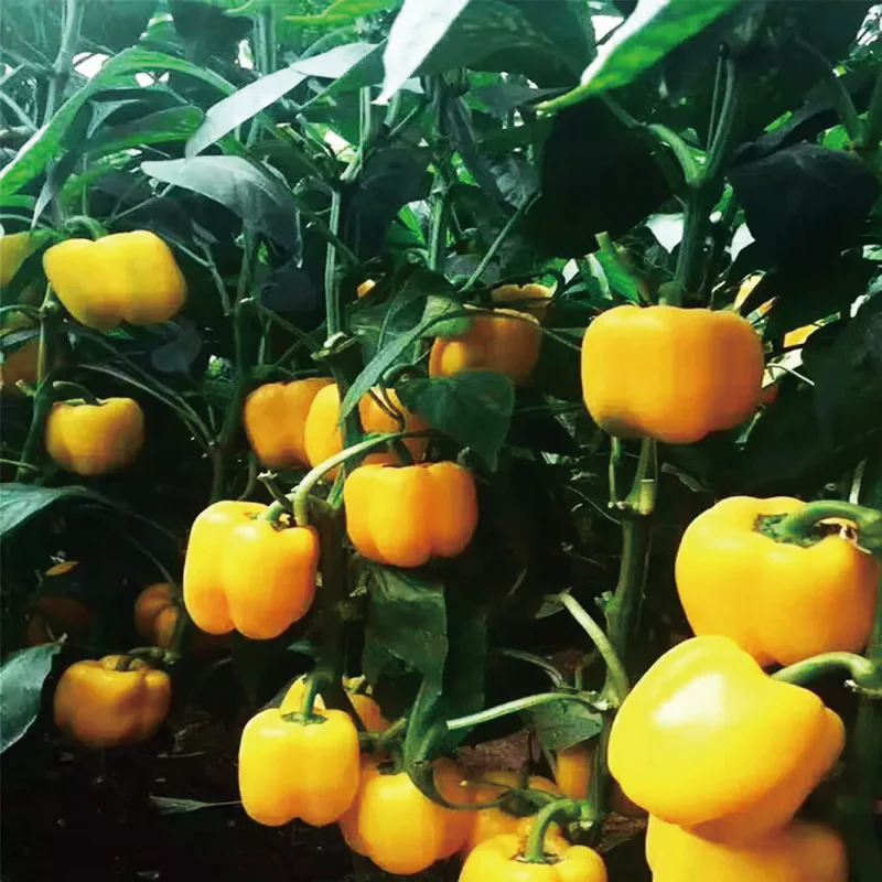 Colorful Sweet Pepper Seeds Organic - Image 11