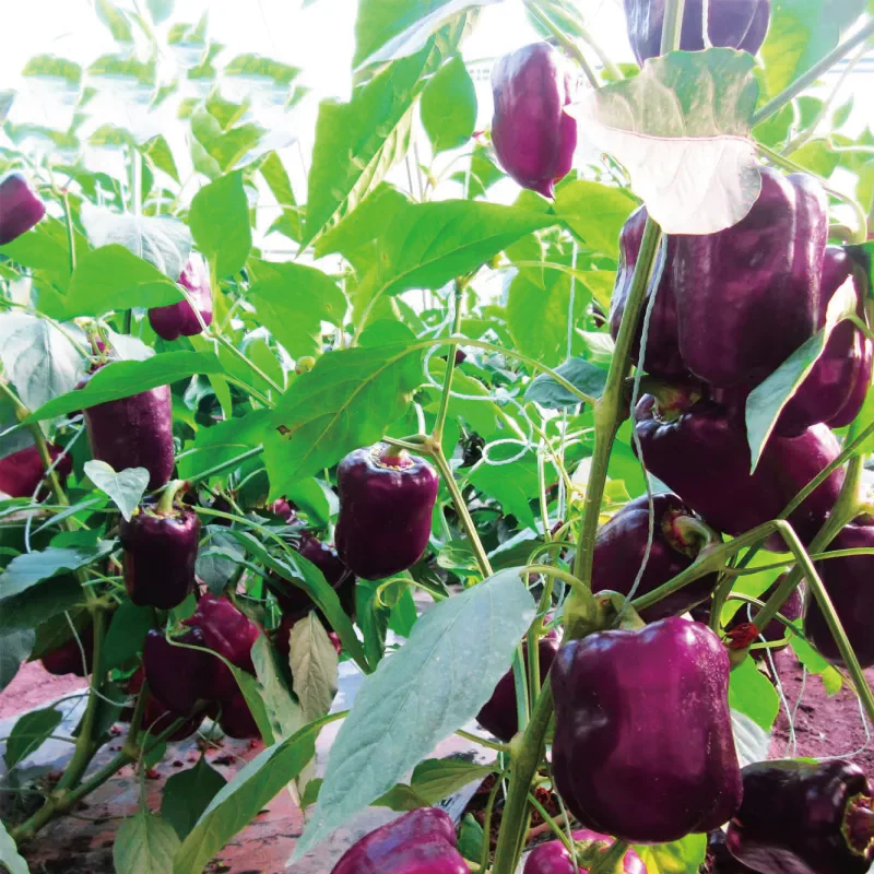 Colorful Sweet Pepper Seeds Organic - Image 12