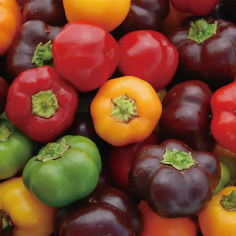 Colorful Sweet Pepper Seeds Organic - Image 4