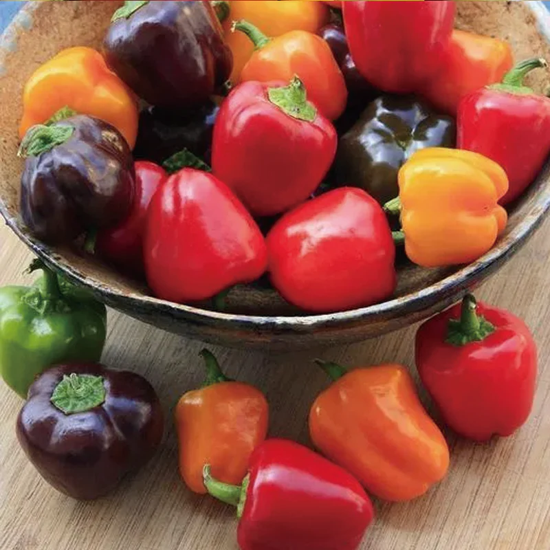 Colorful Sweet Pepper Seeds Organic - Image 7