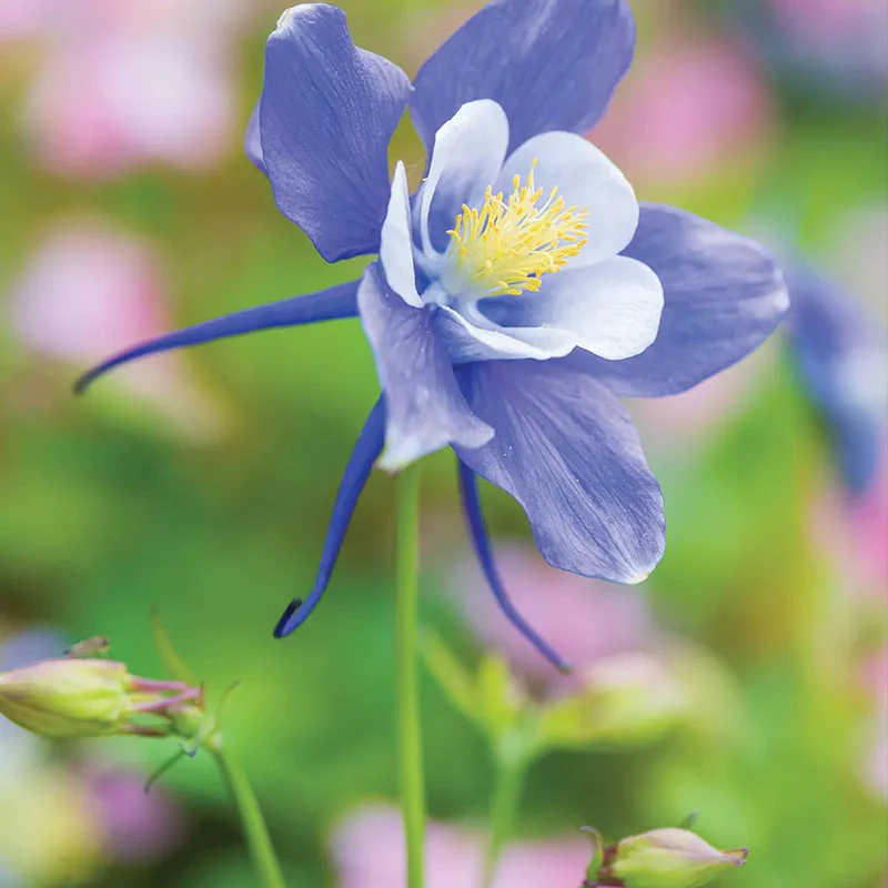Columbine, Early Bird Blue & White - Image 2