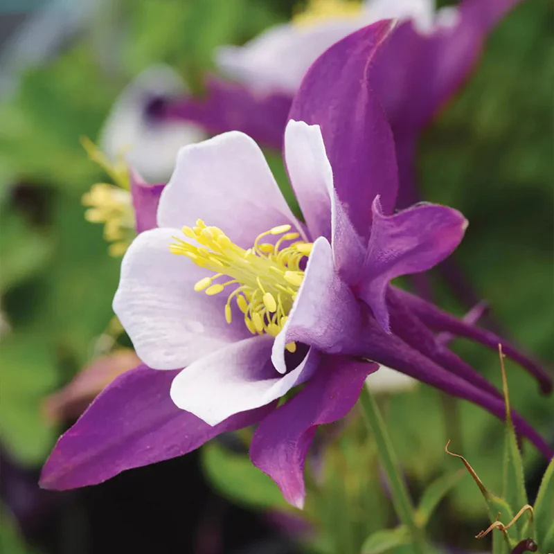 Columbine, Early Bird Purple & White - Image 3