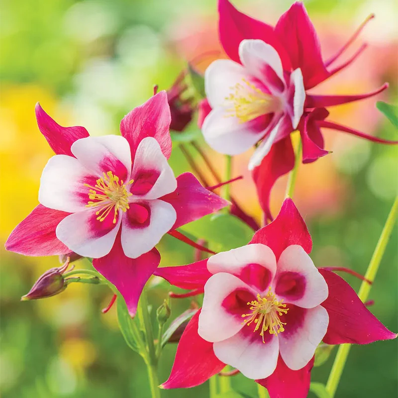 Columbine, Early Bird Red & White - Image 2