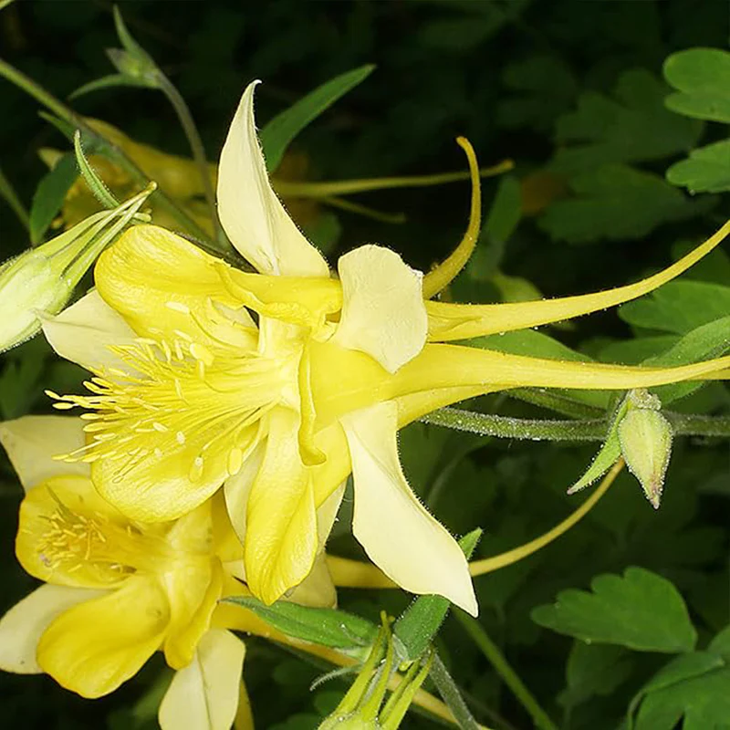 Columbine Seeds Aquilegia Seeds Bright Yellow Perennial Attract Butterflies　 - Image 2