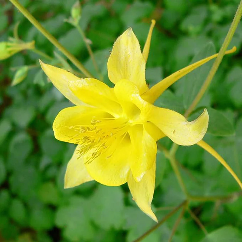 Columbine Seeds Aquilegia Seeds Bright Yellow Perennial Attract Butterflies　 - Image 3