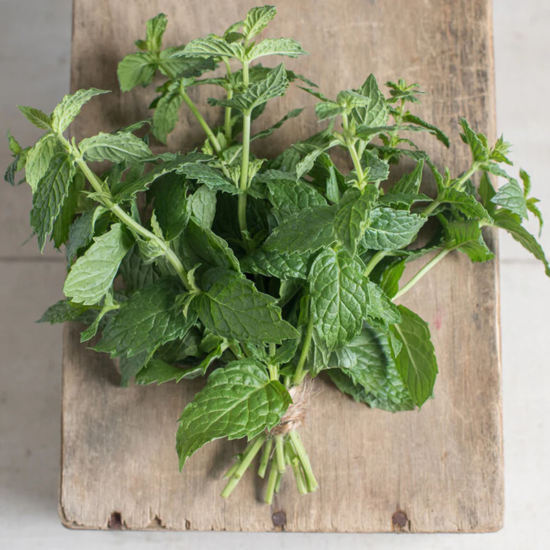 Common Mint Herb Seed - Image 2