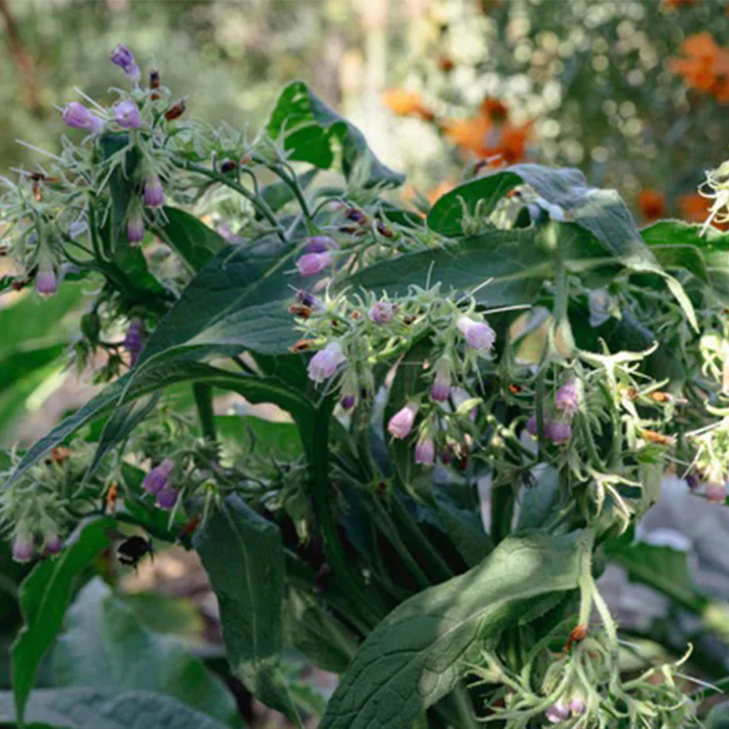 Common / True Comfrey - Image 2