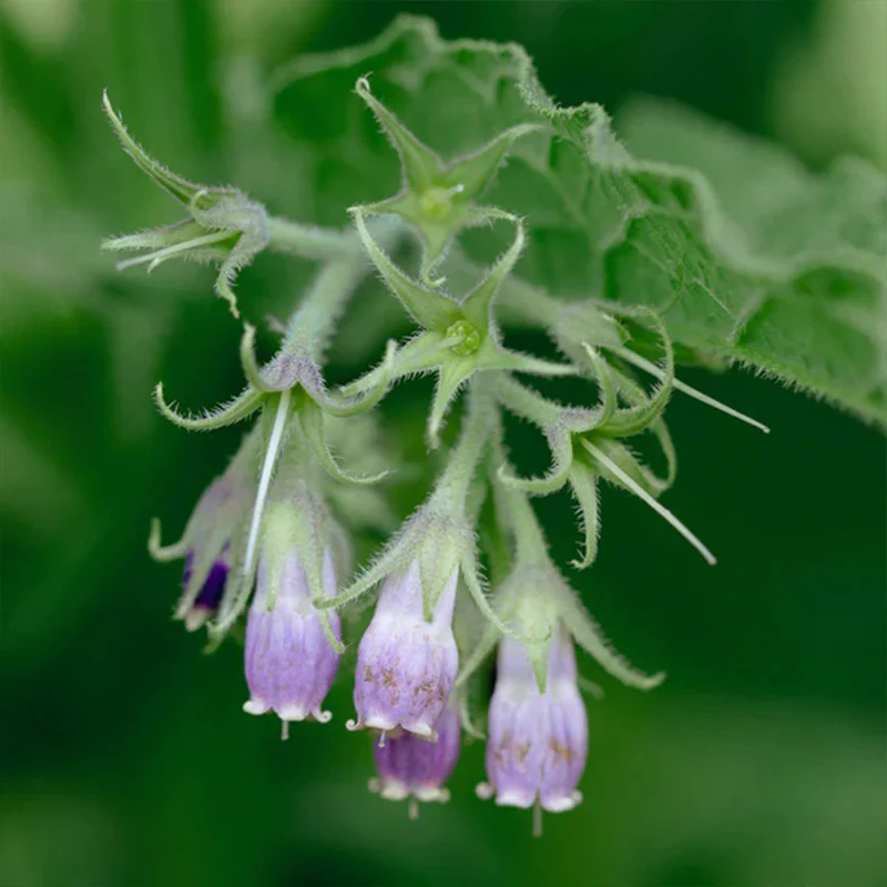 Common / True Comfrey - Image 3