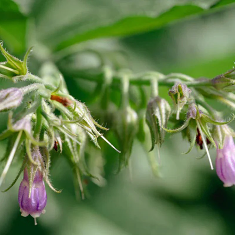Common / True Comfrey - Image 4