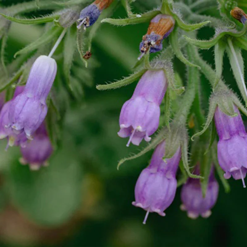 Common / True Comfrey - Image 5