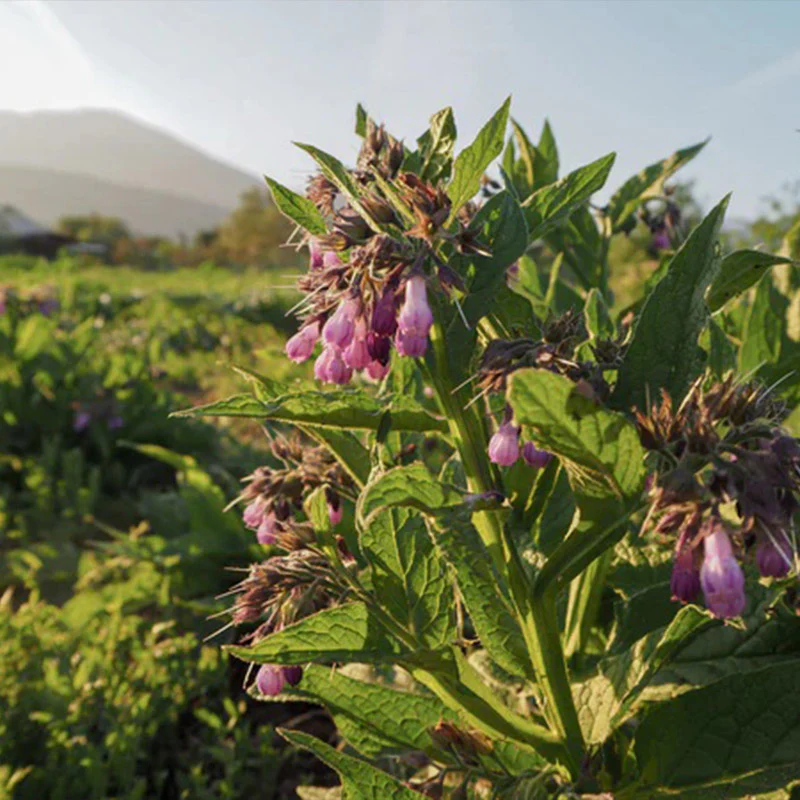 Common / True Comfrey - Image 6