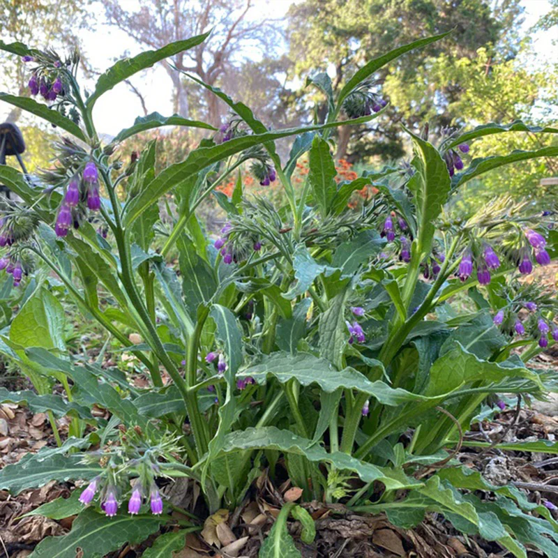 Common / True Comfrey - Image 7