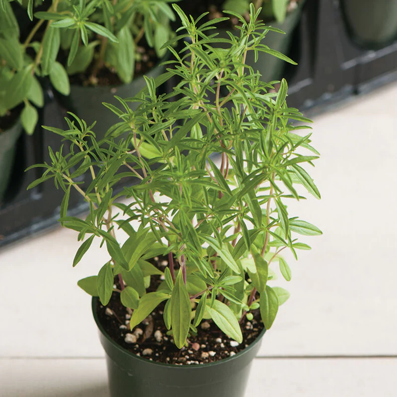 Compact Summer Savory Herb Seed - Image 2