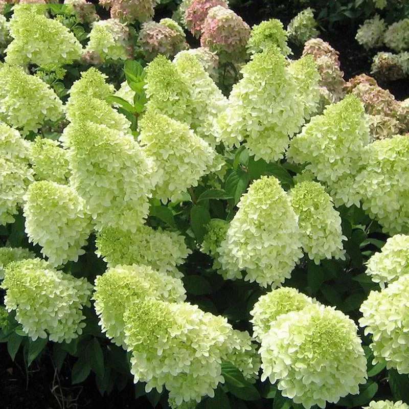 Cone Hydrangea Flowers Seeds-Vanilla Strawberry & Limelight - Image 2