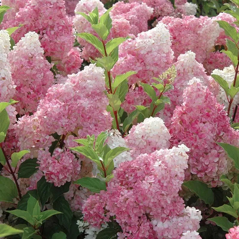 Cone Hydrangea Flowers Seeds-Vanilla Strawberry & Limelight - Image 3