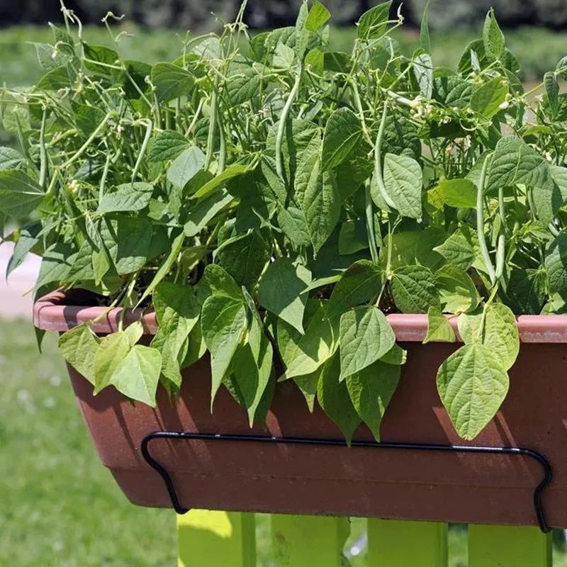 Container Bush Beans - Image 3