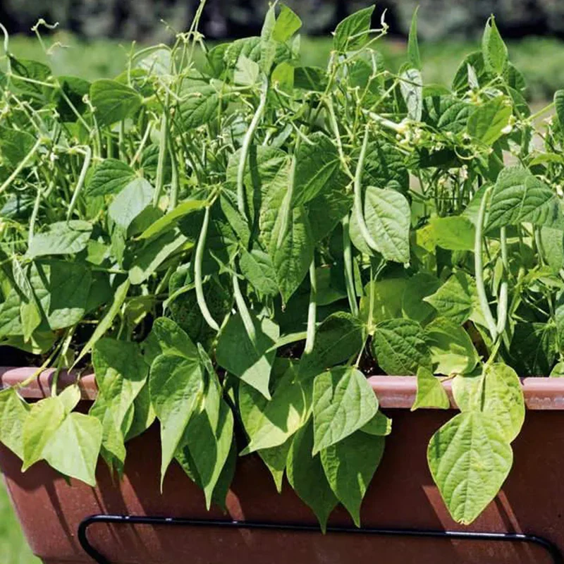 Container Bush Beans - Image 4
