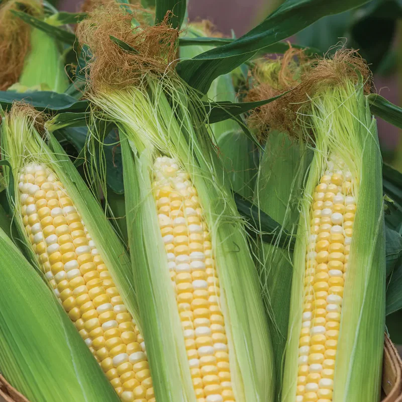 Corn, On Deck Hybrid - Image 2