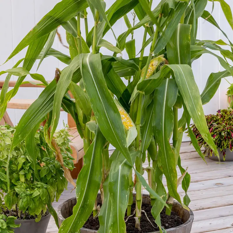 Corn, On Deck Hybrid - Image 3
