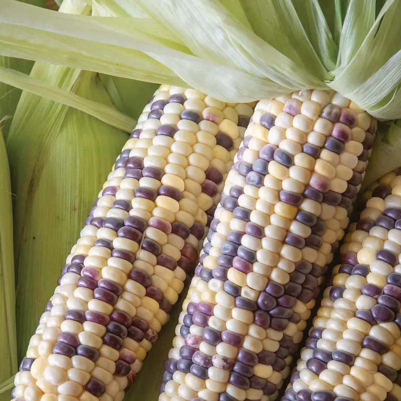 Corn, Sweet, Wild Violet Hybrid - Image 2