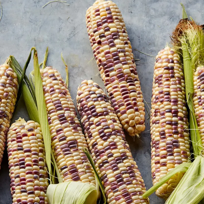 Corn, Sweet, Wild Violet Hybrid - Image 3