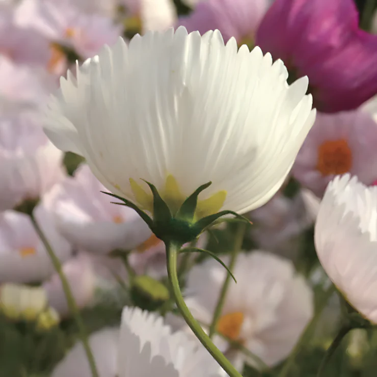 Cosmos bipinnatus 'Cupcakes and Saucers Mix' Seeds - Image 4
