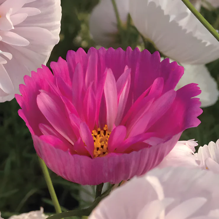 Cosmos bipinnatus 'Cupcakes and Saucers Mix' Seeds - Image 5