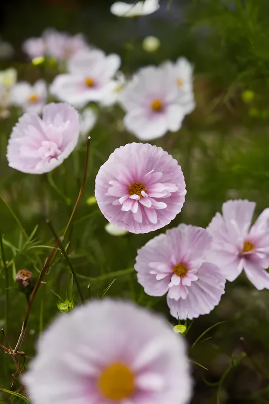 COSMOS CUPCAKE BLUSH FLOWER SEEDS - Image 10