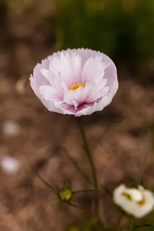 COSMOS CUPCAKE BLUSH FLOWER SEEDS - Image 12