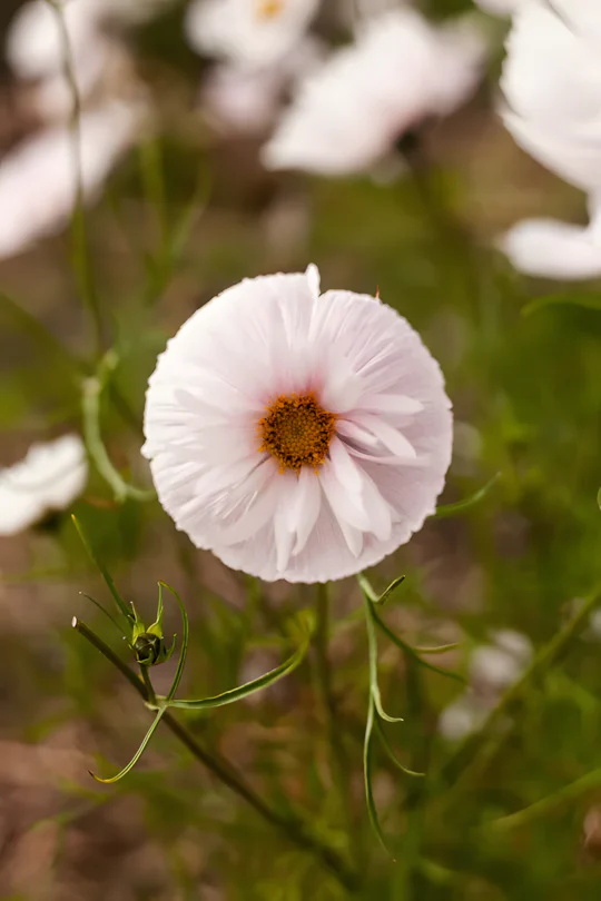 COSMOS CUPCAKE BLUSH FLOWER SEEDS - Image 14