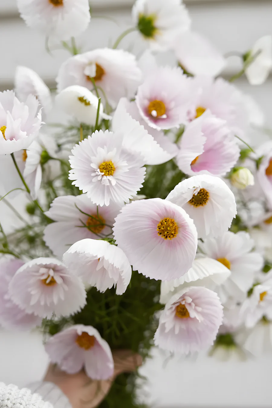 COSMOS CUPCAKE BLUSH FLOWER SEEDS - Image 3