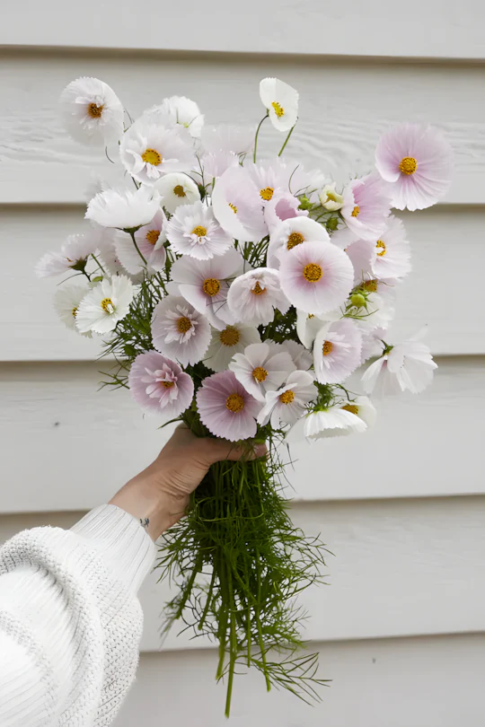 COSMOS CUPCAKE BLUSH FLOWER SEEDS - Image 4