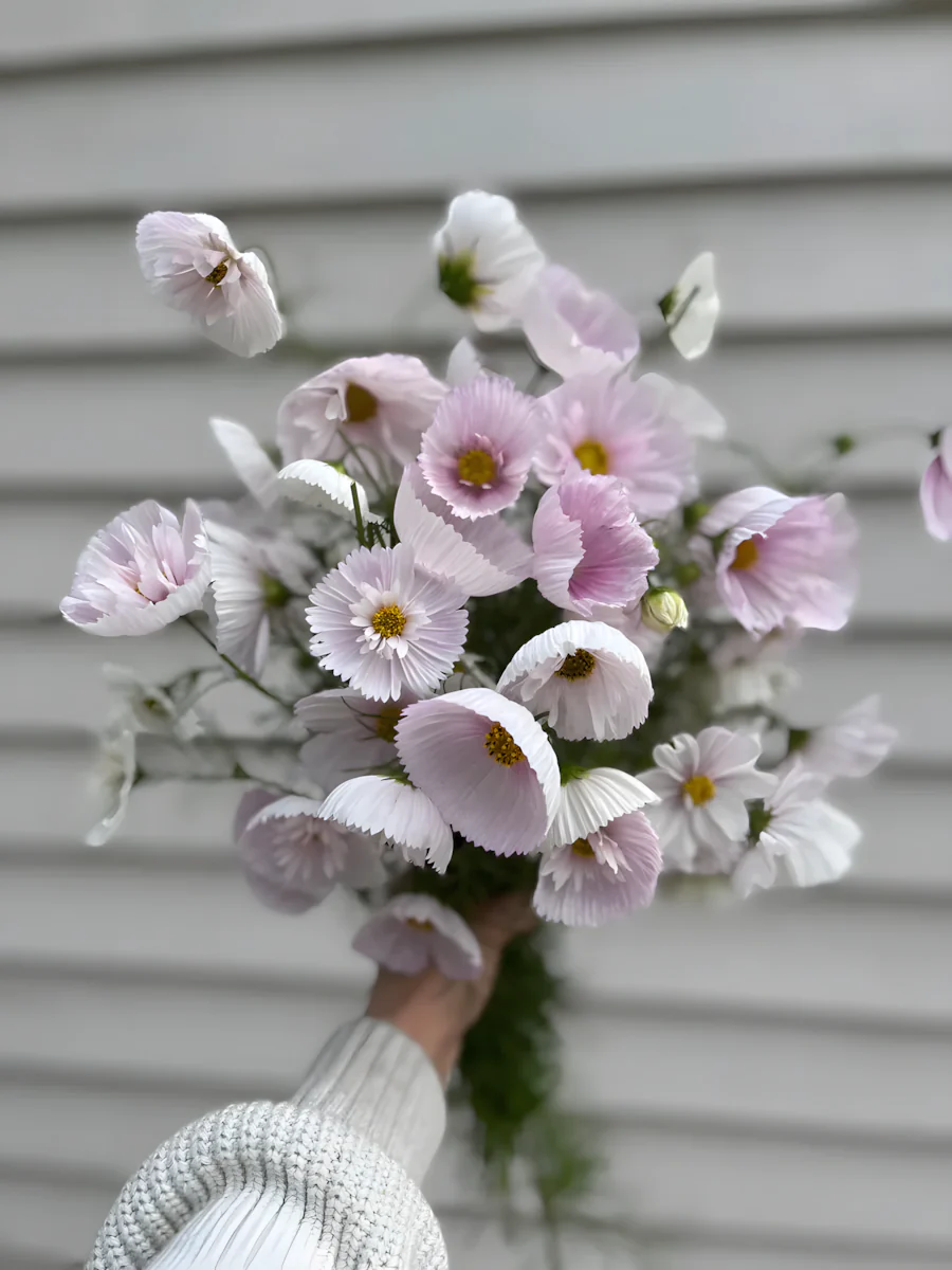 COSMOS CUPCAKE BLUSH FLOWER SEEDS - Image 5