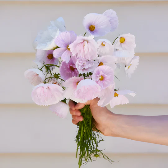 COSMOS CUPCAKE BLUSH FLOWER SEEDS - Image 6