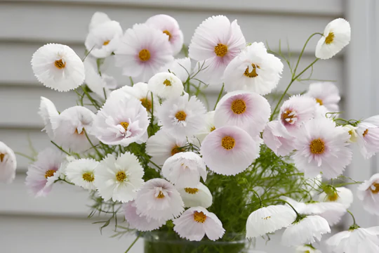 COSMOS CUPCAKE BLUSH FLOWER SEEDS - Image 7
