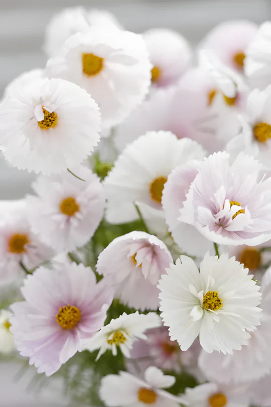 COSMOS CUPCAKE BLUSH FLOWER SEEDS - Image 8