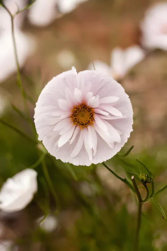 COSMOS CUPCAKE BLUSH FLOWER SEEDS - Image 9