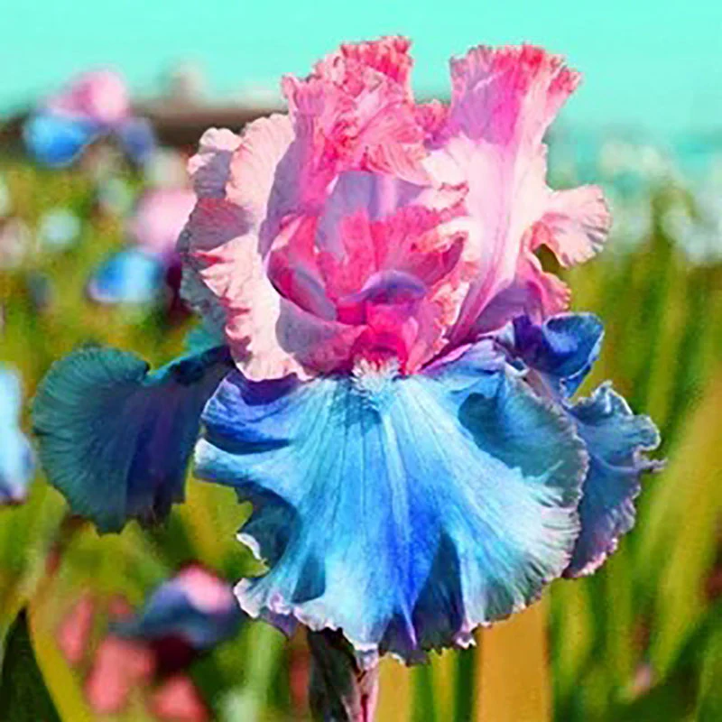 Ruby Streak-Rare Iris Seeds ⚜️ - Image 20