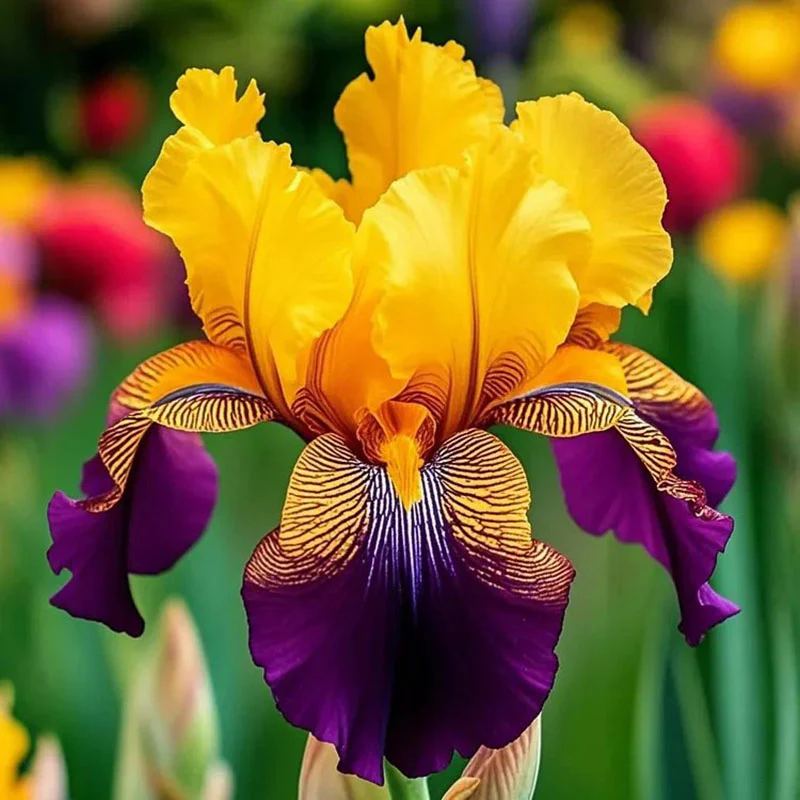 Ruby Streak-Rare Iris Seeds ⚜️ - Image 25