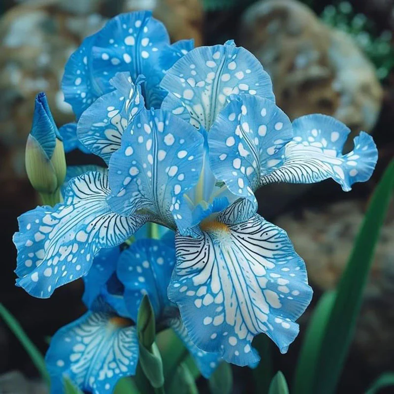 Ruby Streak-Rare Iris Seeds ⚜️ - Image 3