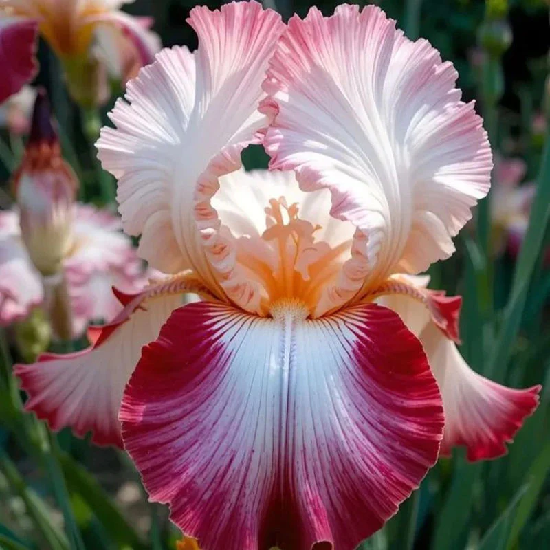 Ruby Streak-Rare Iris Seeds ⚜️ - Image 18