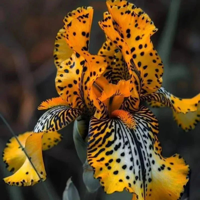 Ruby Streak-Rare Iris Seeds ⚜️ - Image 5