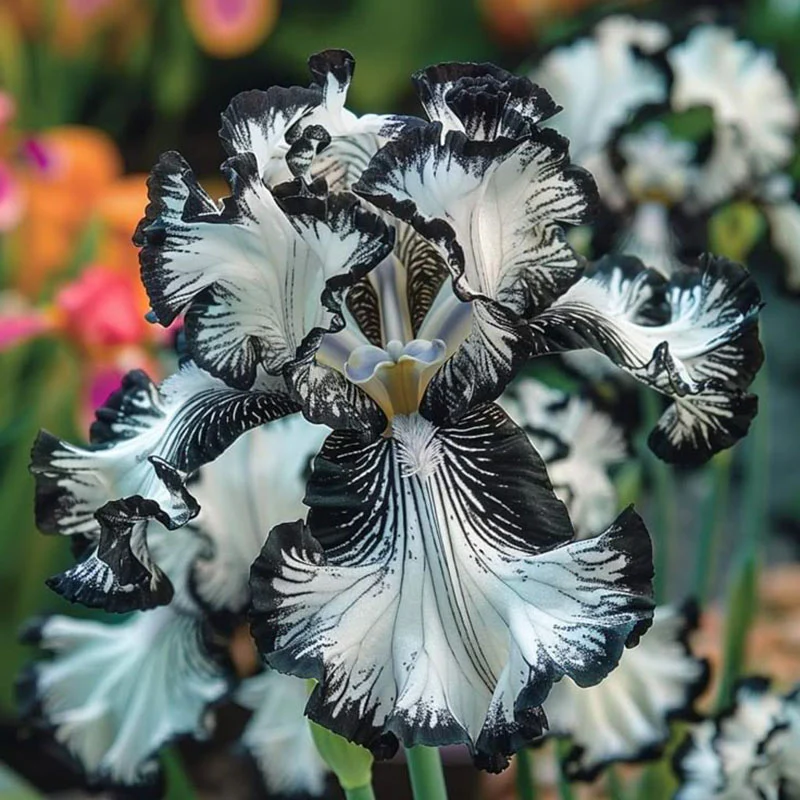 Ruby Streak-Rare Iris Seeds ⚜️ - Image 9