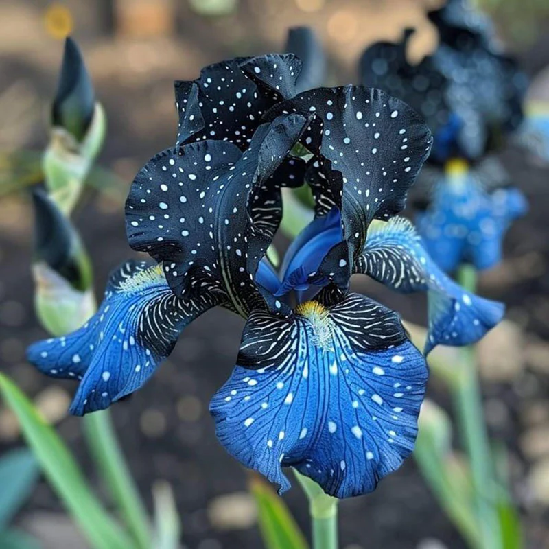 Ruby Streak-Rare Iris Seeds ⚜️ - Image 11