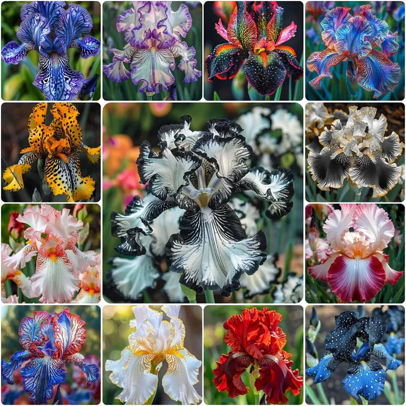 Ruby Streak-Rare Iris Seeds ⚜️ - Image 31