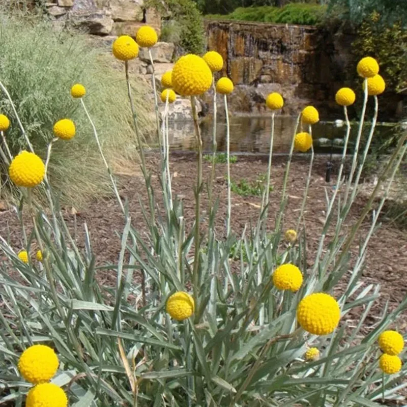 Craspedia Flower - Image 2