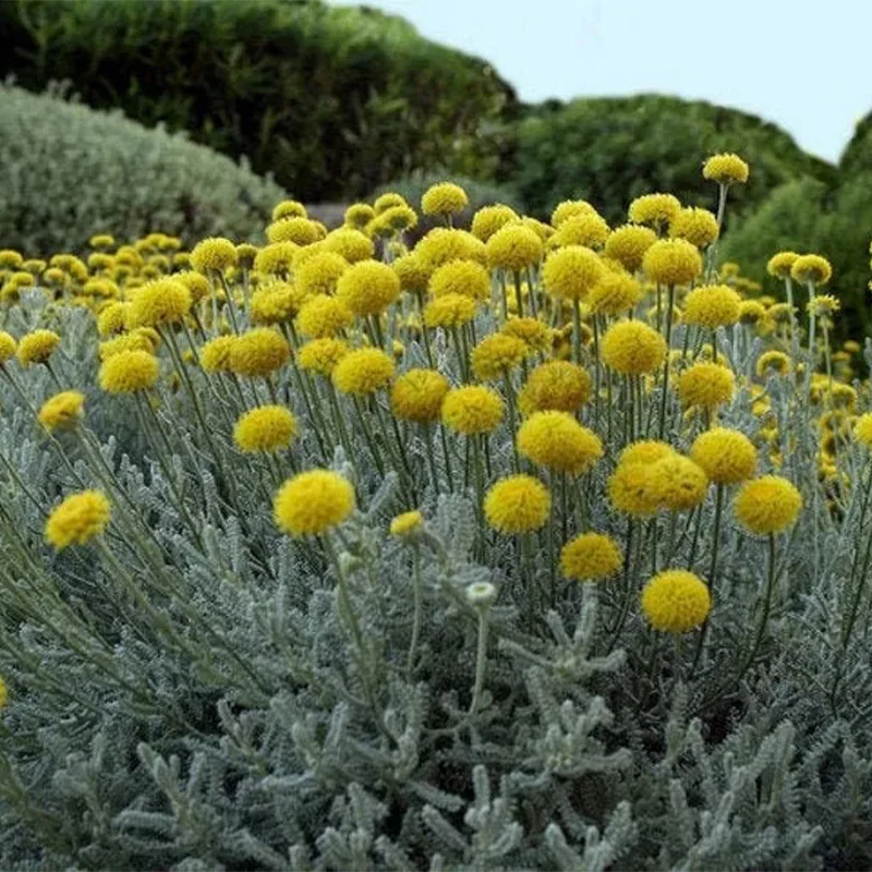 Craspedia Flower - Image 3