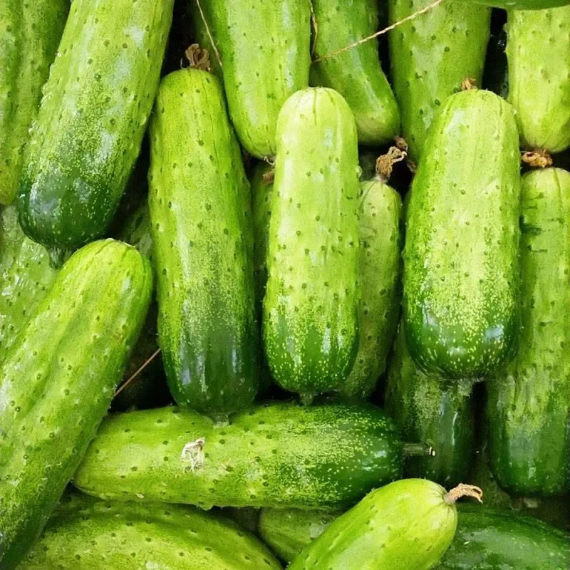 Crawling Cucumbers Seeds - Image 7